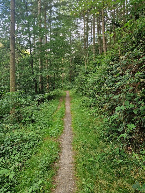 Trail im Pommerbachtal