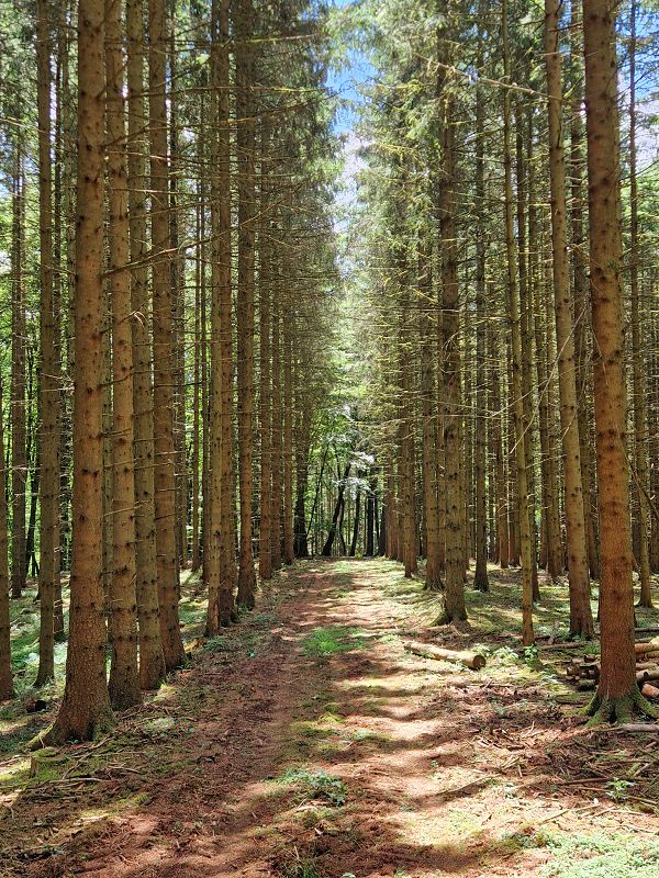 Trail durch den Fichtenwald